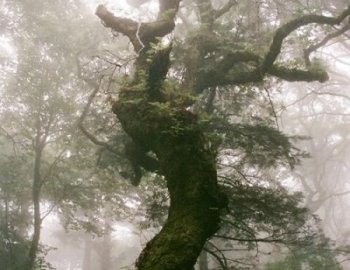 43% Giant Minimal Electronic