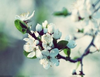 Laniakea Sounds Enormous House Spire Soundbank