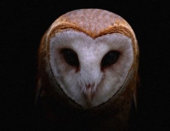 Soul Surplus Thank Me Now